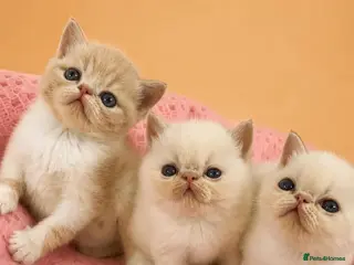 Exotic cats CHUNKY EXOTICS KITTENS GCCF PARENTS - Advert 2