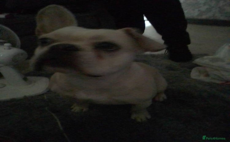 French Bulldog dogs - Advert 3