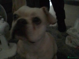 French Bulldog dogs - Advert 32