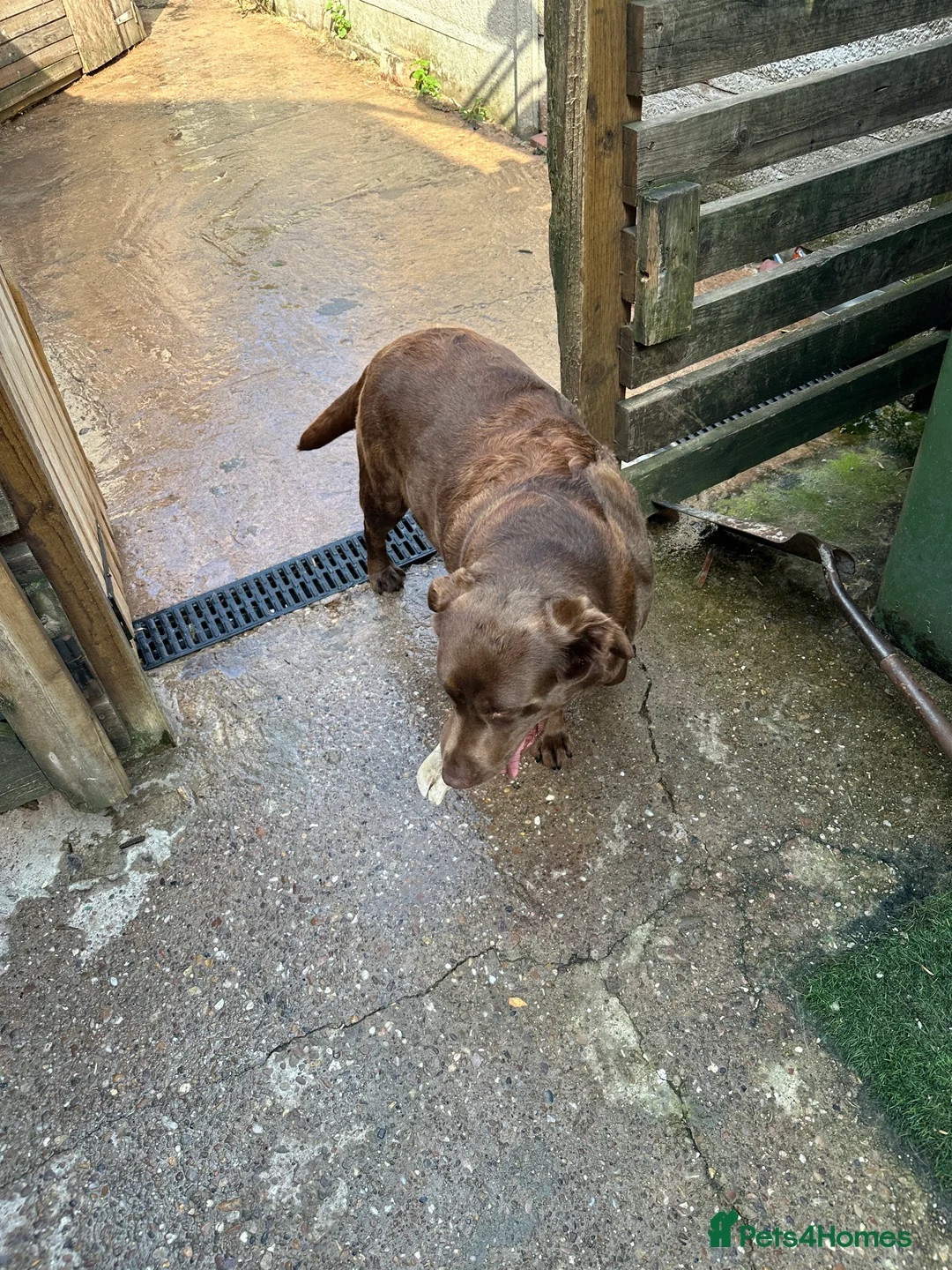 Labrador Retriever dogs for sale: Labrador male and female for sale - Advert 2