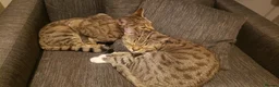 Mixed Breed cats for sale: Two very friendly Young Adult sister Cats - Advert 8