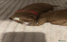 Cavapoo dogs for sale: Gorgeous and adorable F1b toy cavapoo puppies  - Image 12