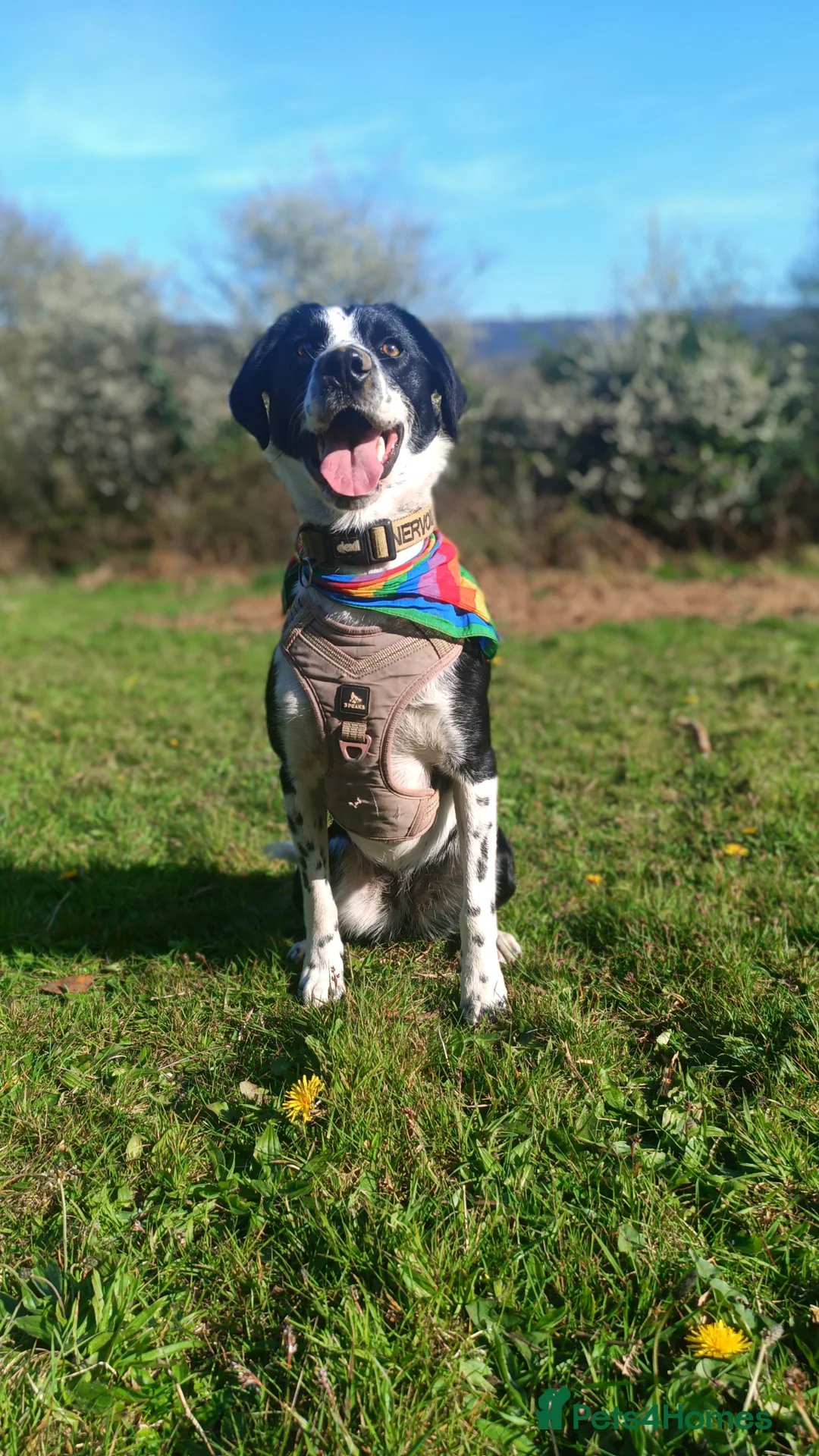 Mixed Breed dogs for sale: Poppadom Collie X Spaniel - Advert 1