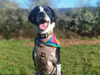 Mixed Breed dogs Poppadom Collie X Spaniel - Advert 5