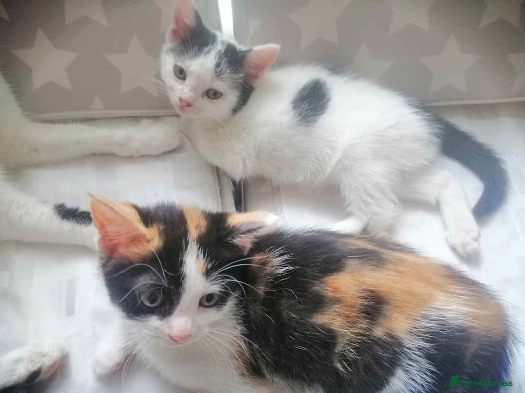 British Shorthair cats for sale: White and black female and male cats - Image 12