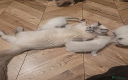 Ragdoll cats for sale: Ragdoll Kittens  - Image 2