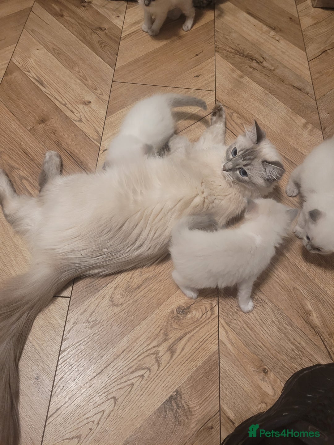 Ragdoll cats for sale: Ragdoll Kittens  - Image 2
