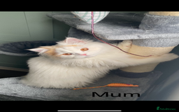 British Longhair cats for sale:  😻 BEAUTIFUL BLH 😻 2 boys READY TO LEAVE  in Milton Keynes - Image 12