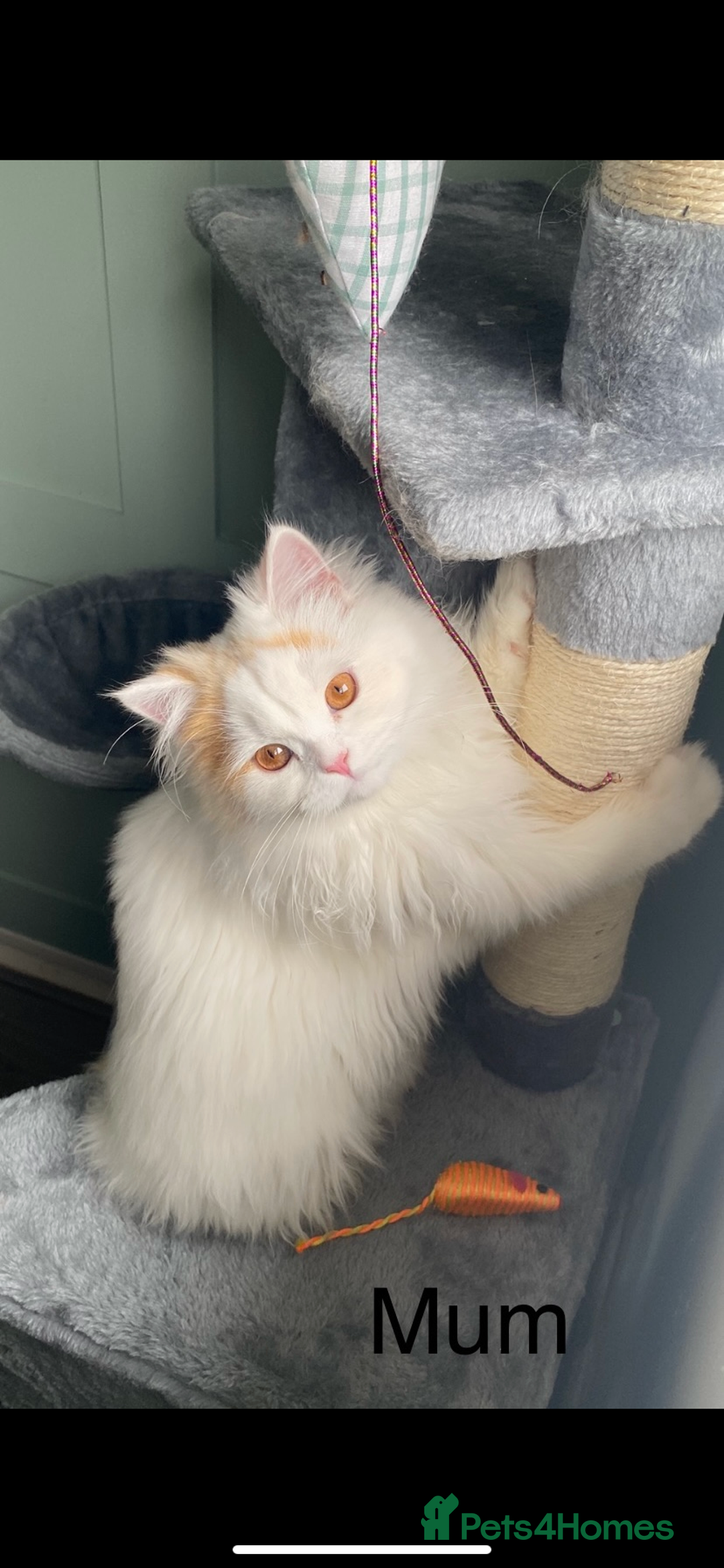 British Longhair cats for sale:  😻 BEAUTIFUL BLH 😻 2 boys READY TO LEAVE  in Milton Keynes - Image 12