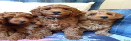 Coton De Tulear dogs for sale: F1bb Cotonoodle from heath tested parents - Advert 5