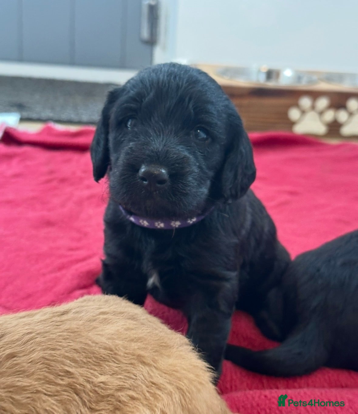 Labradoodle dogs Extensively Health Tested F1 Miniature Labradoodle - Advert 2