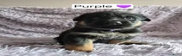 German Shepherd dogs for sale: German Shepherd Pups - Advert 9
