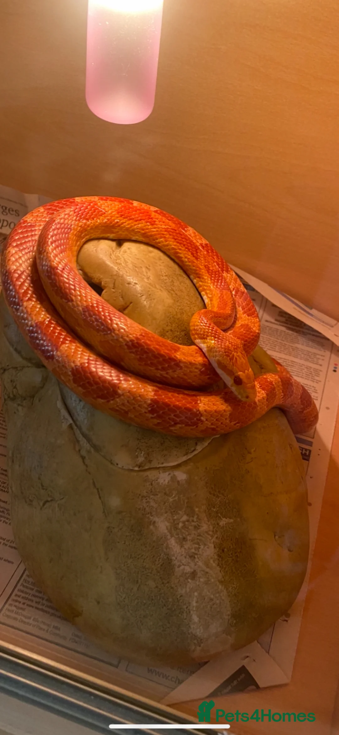 Corn Snake reptiles for sale: Corn snake  in Southport - Advert 1
