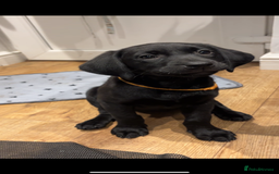 Labrador Retriever dogs for sale: 1 Black Labrador bitch left ready to go now  - Image 7