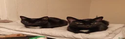 Domestic Shorthair cats for sale: Bonded pair of indoor girl cats - together only - Advert 3