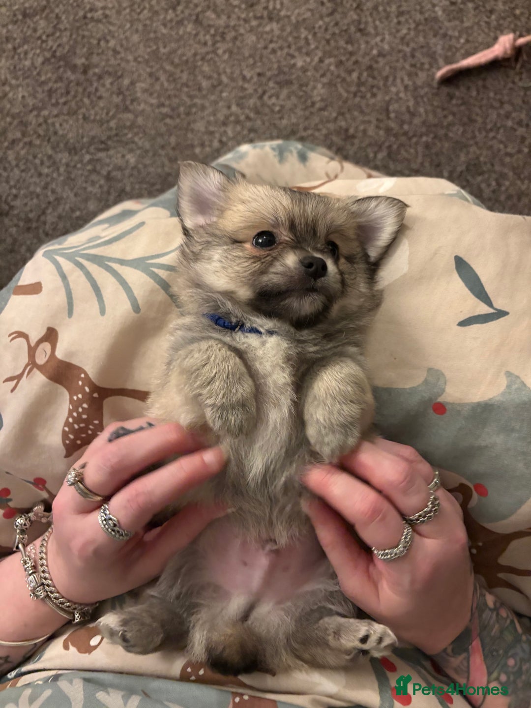 Chiweenie dogs for sale: 6 Beautiful Chiweenie Puppies *Reduced* - Advert 31