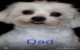 Maltipoo dogs for sale: Stunning F1 Maltipoo Puppies!!! - Image 17