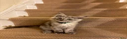 Maine Coon cats for sale: Maine coon kittens  - Advert 11