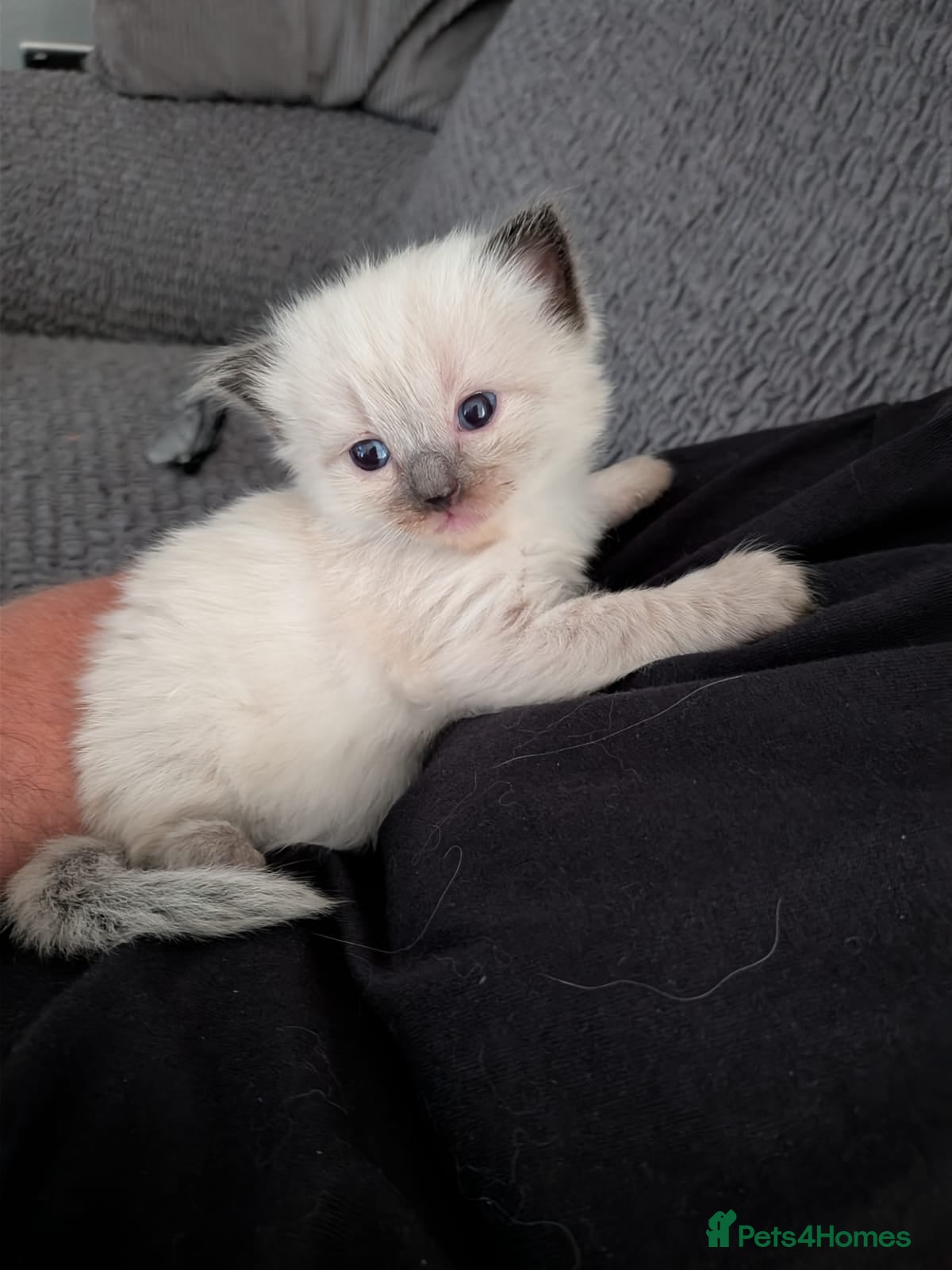 Ragdoll cats for sale: Sky kittens 😸 ♥️  - Advert 17
