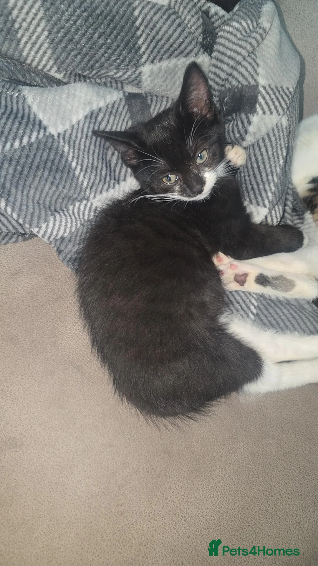 Mixed Breed cats for sale: 2 beautiful kittens for sale - Advert 5