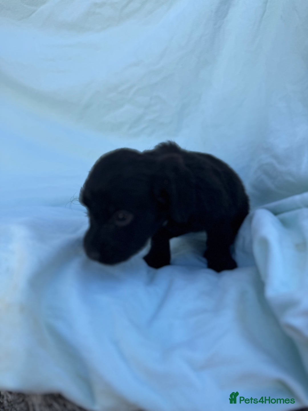 Cocker Spaniel dogs for sale: Beautiful cocker spaniels puppies for sale - Image 16