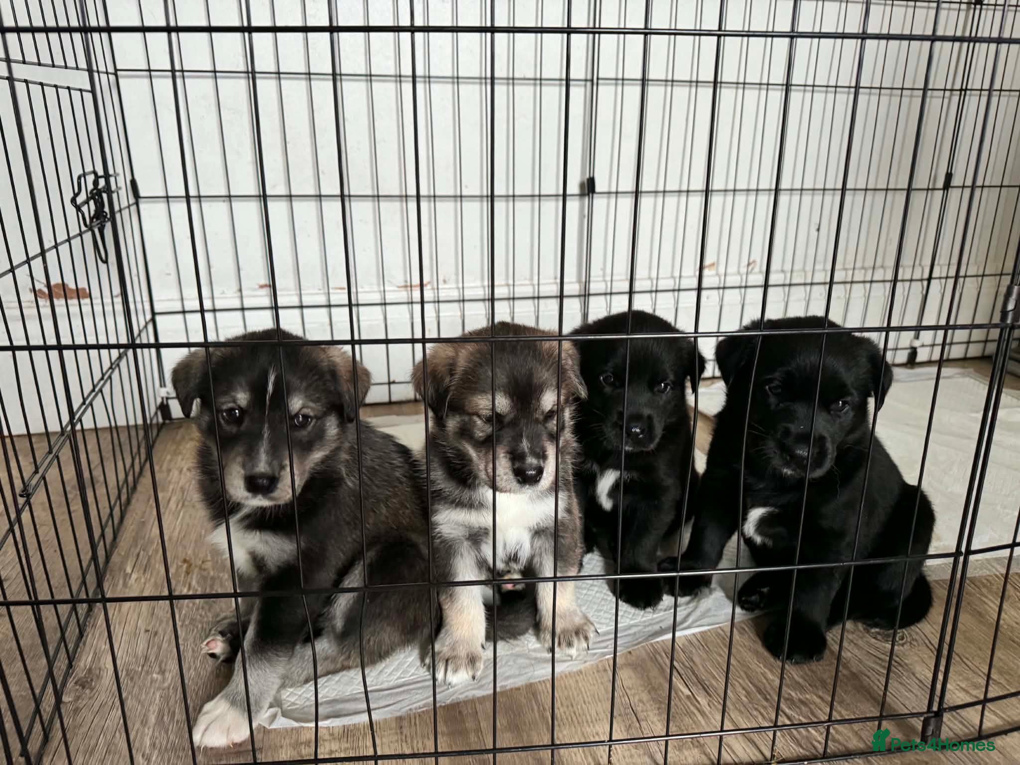 Mixed Breed dogs Huskador puppies - Advert 18