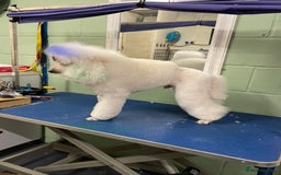 Miniature Poodle dogs for stud: White Miniature Poodle. in Peterborough - Image 4