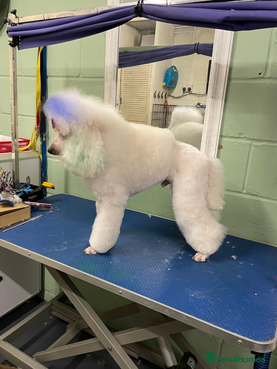 Miniature Poodle dogs for stud: White Miniature Poodle. in Peterborough - Image 4