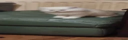 Persian cats for sale: Persian chinchilla kitten - Advert 4