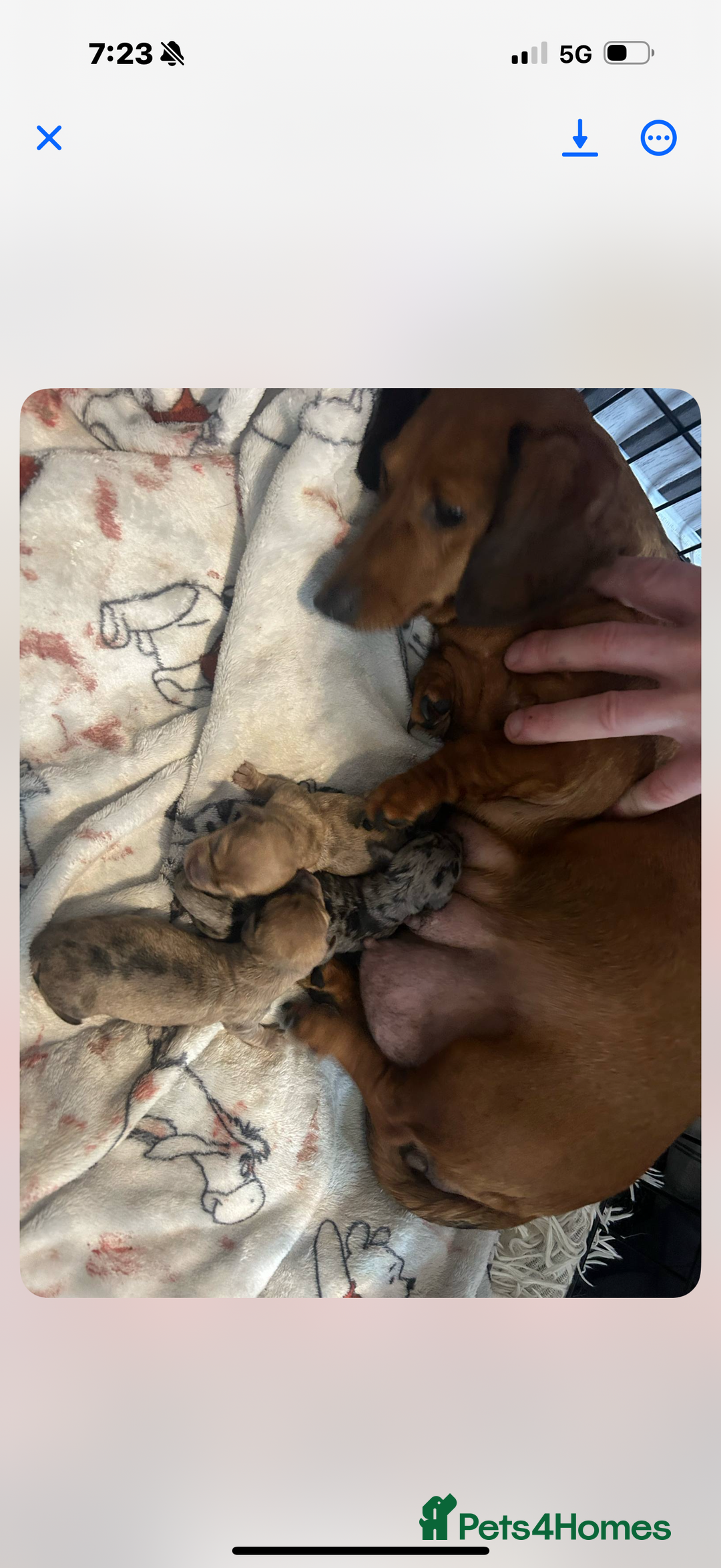 Dachshund dogs for sale: Miniature smooth kc registered daschund  - Image 5