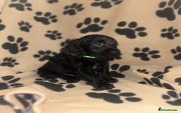 Cockapoo dogs for sale: F2 cockapoo puppies - Image 4