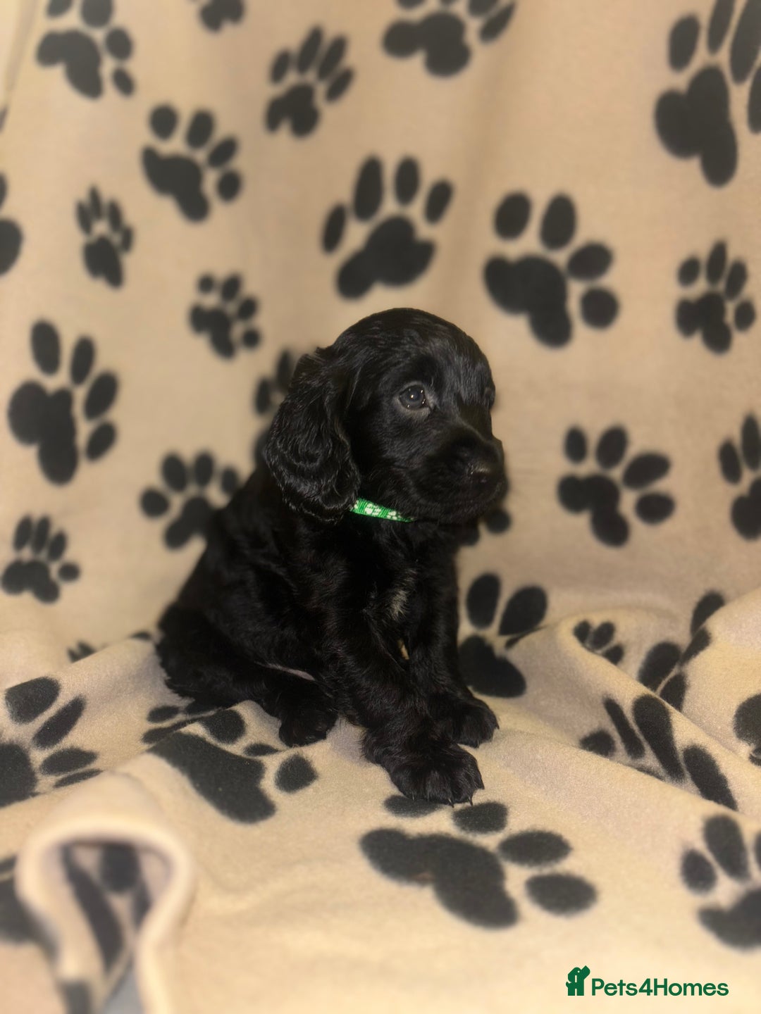 Cockapoo dogs for sale: F2 cockapoo puppies - Image 4