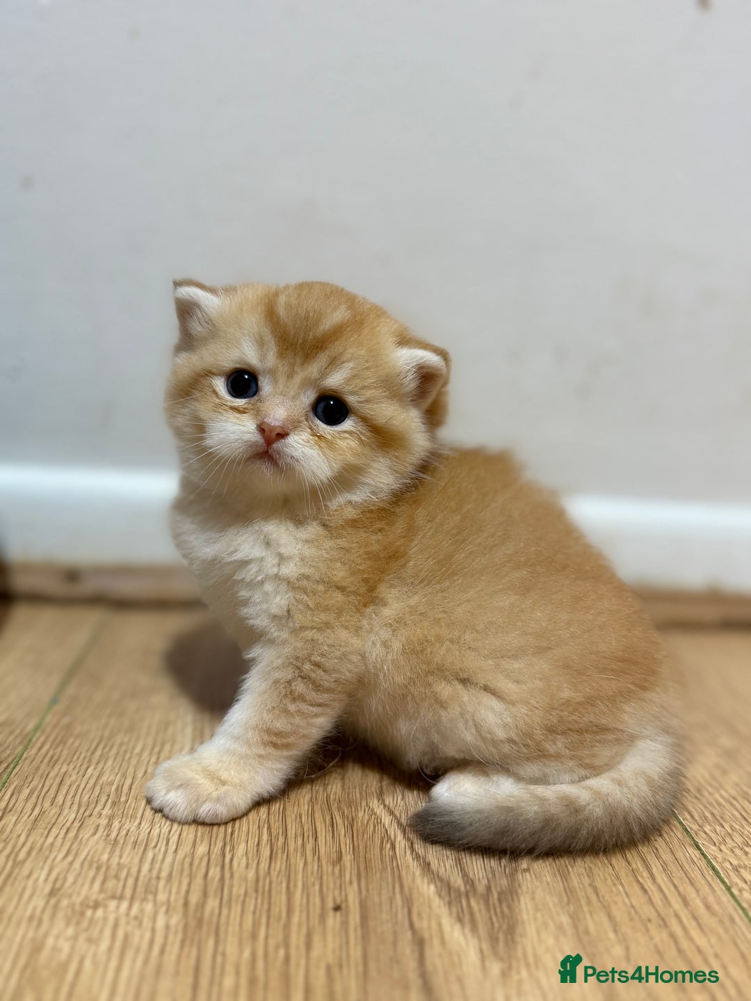 British Shorthair cats for sale: GCCF reg BSH & LH Chocolate & Black Golden Kittens - Image 24
