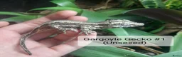 Gecko reptiles for sale:  Different Species of Geckos in Store - Advert 6
