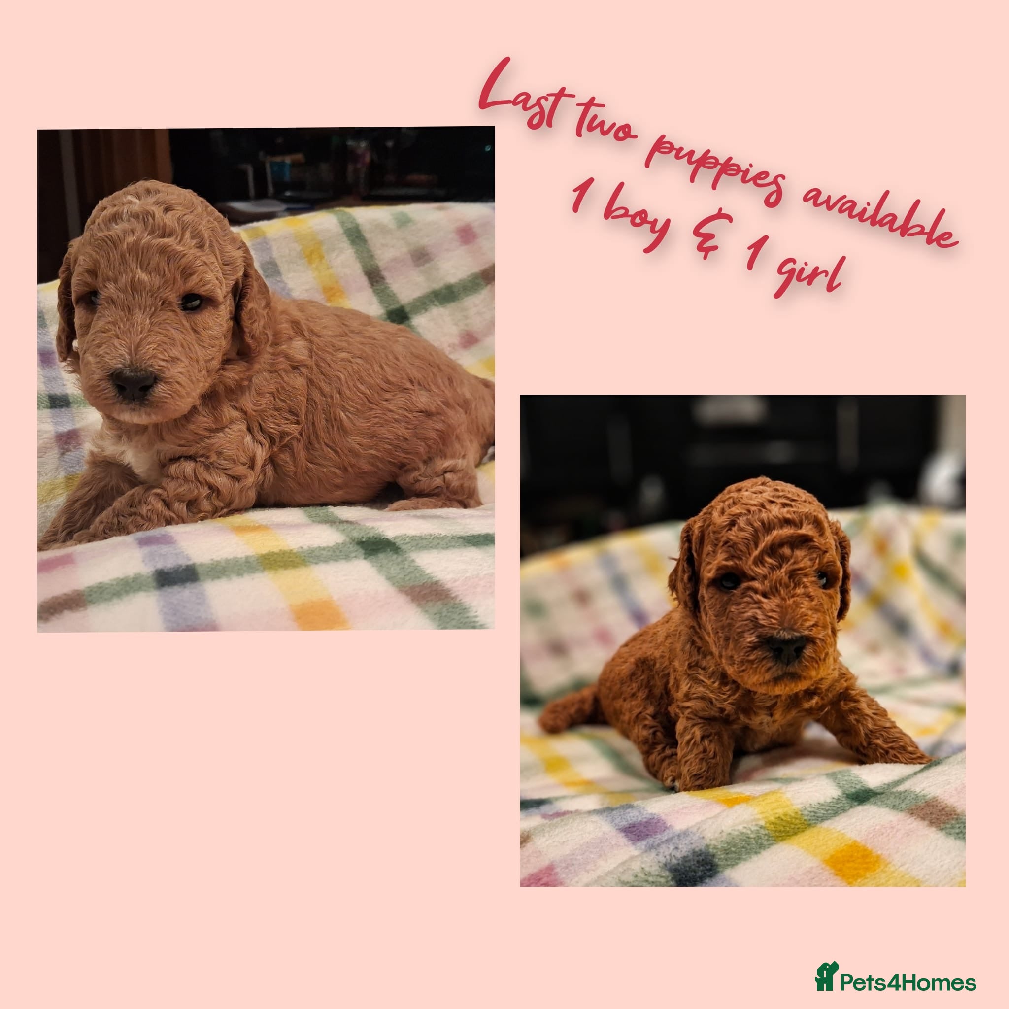 Mini Goldendoodle dogs DNA health tested miniature f2b goldendoodles - Advert 1