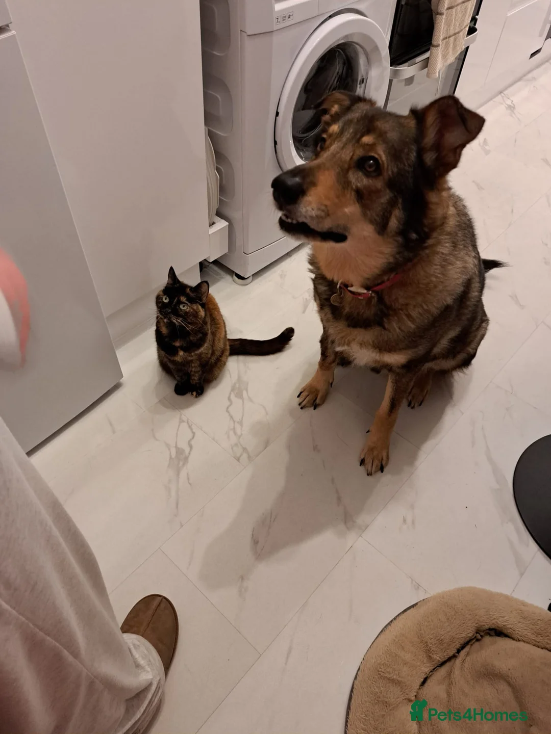 Shepsky dogs for sale: Home Wanted for German Shepherd x Husky - Advert 4