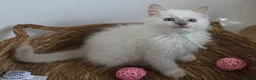 Ragdoll cats for sale: GCCF REGISTERED PEDIGREE RAGDOLL KITTENS  - Advert 12