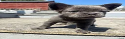 French Bulldog dogs for sale: Fluffy French bulldog female puppies  - Advert 7