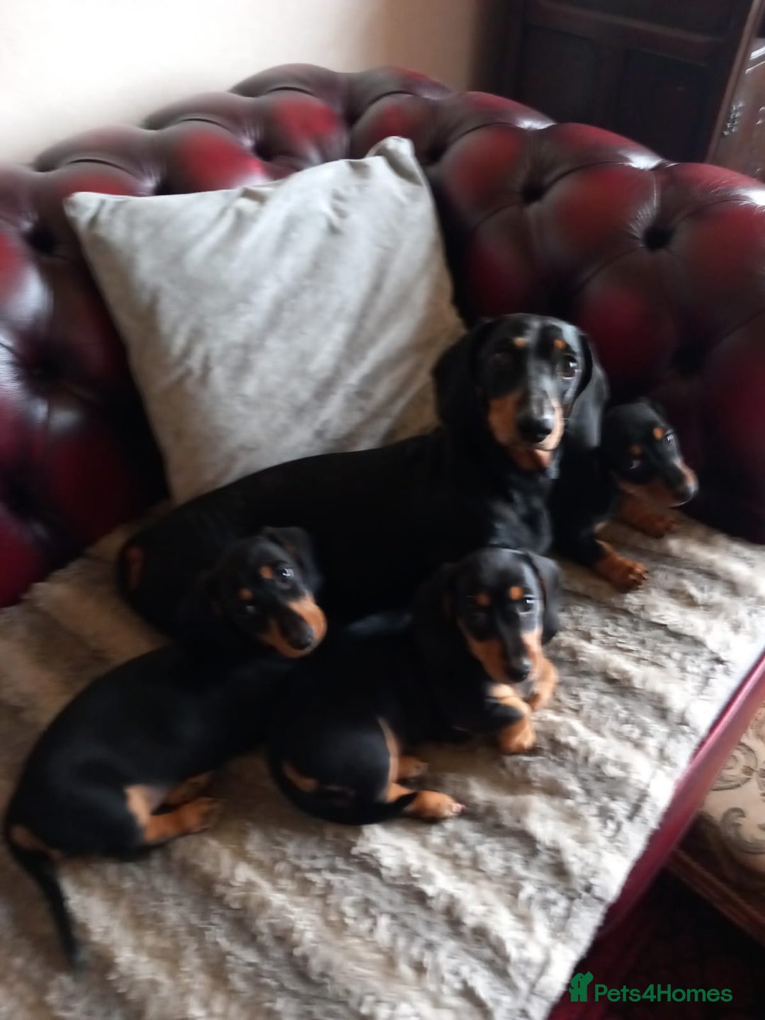 Miniature Dachshund dogs for sale: Miniature Dachshund Puppies  - Image 11