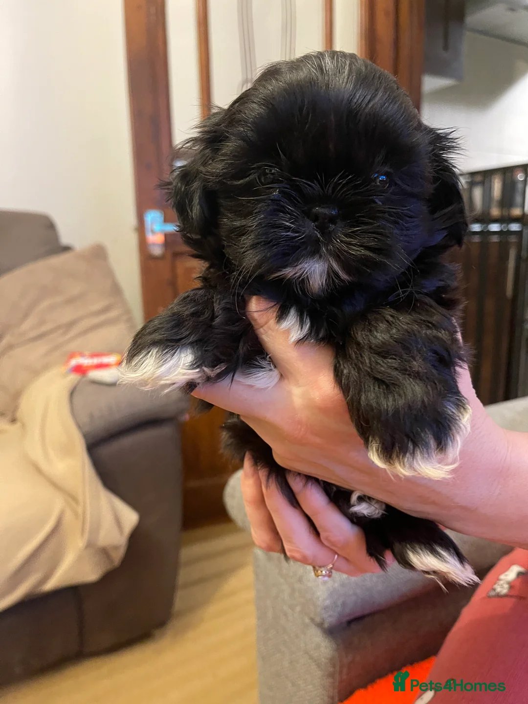 Shih Tzu dogs for sale:  imperial shihtzu dobie carriers karishishi only 2 - Advert 14