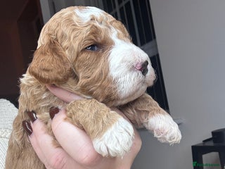 Double Doodle dogs Irish Doodle x Australian Labradoodle - Advert 1