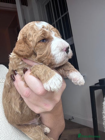 Double Doodle dogs Irish Doodle x Australian Labradoodle - Advert 5