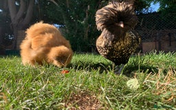 Chickens poultry for sale: 2x silkies 1x polish  - Image 2