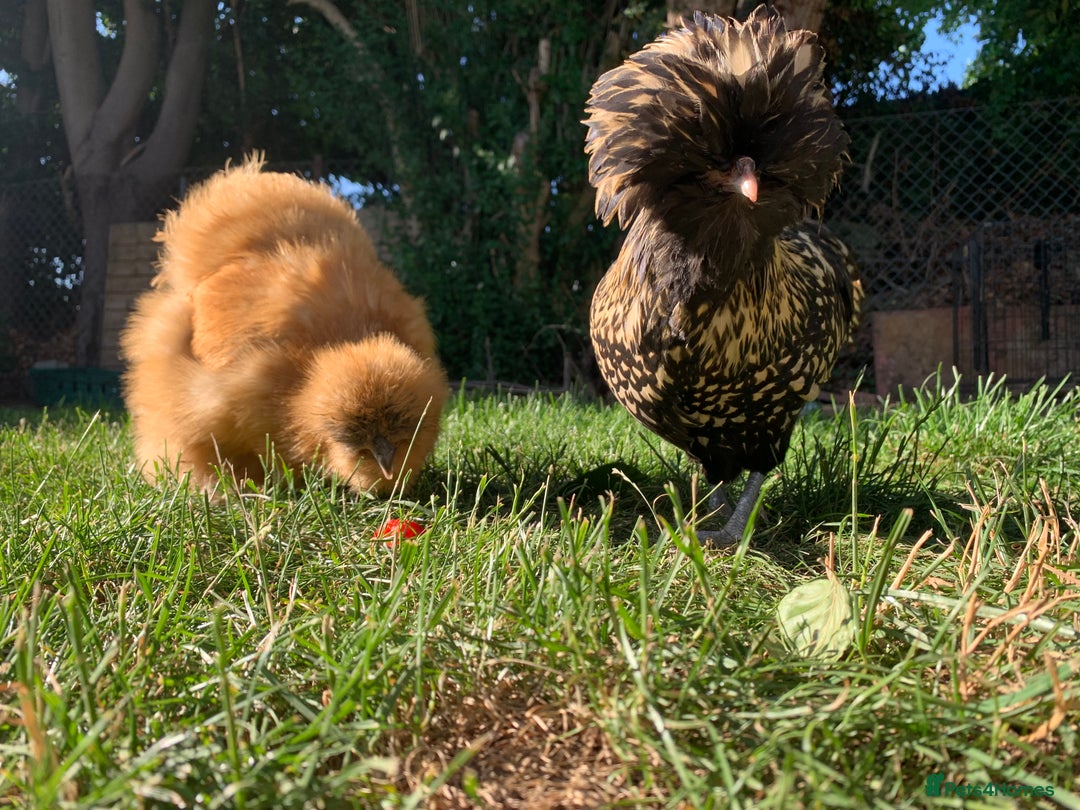 Chickens poultry for sale: 2x silkies 1x polish  - Image 2
