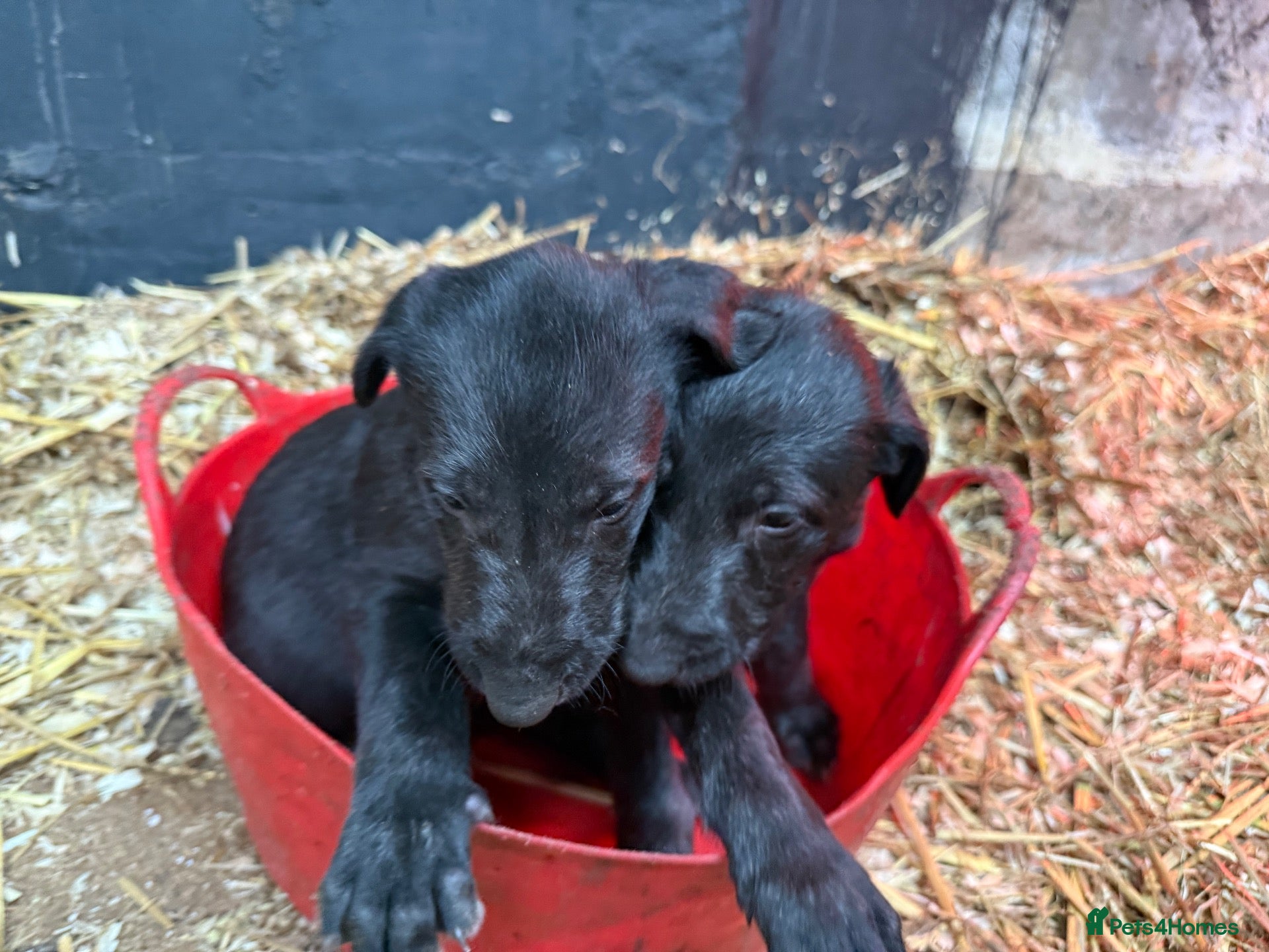 Deerhound dogs Deerhound puppies  - Advert 16
