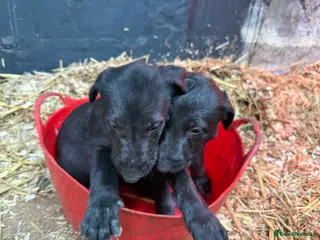 Deerhound dogs Deerhound puppies - Advert 16