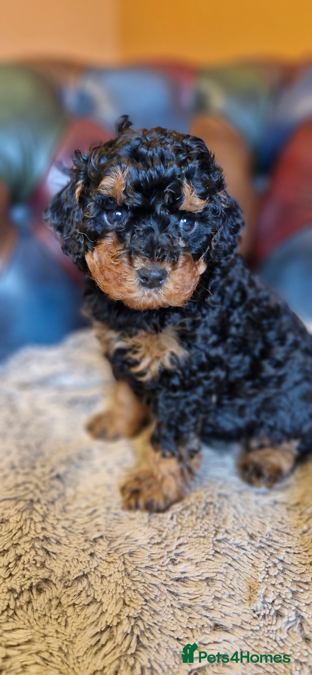 Cavapoo dogs for sale: Gorgeous f1b Cavapoo pups - Advert 24