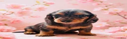 Miniature Dachshund dogs for sale: Quality Miniature Dachshund puppies - Advert 6