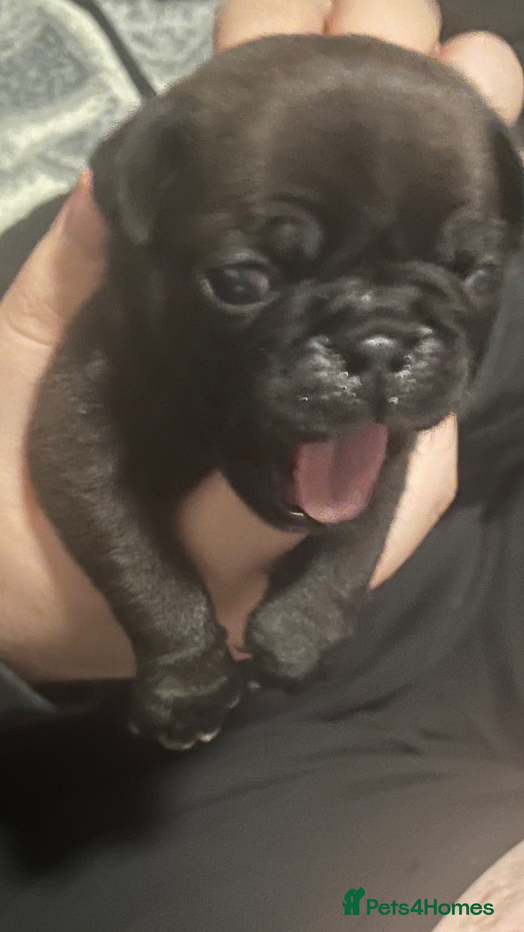 Pug dogs Stunning KC registered pug puppies  - Advert 3