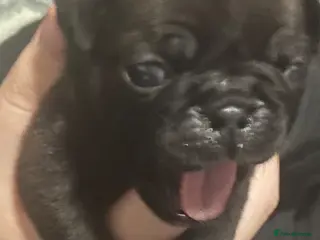 Pug dogs Stunning KC registered pug puppies - Advert 3